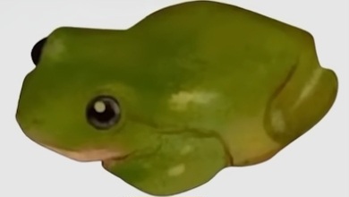 Wise Frog