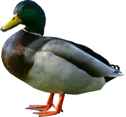 Friendly Mallard
