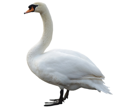 Elegant Swan