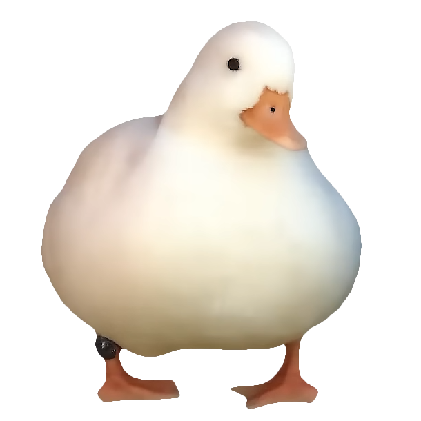 Curious Duck