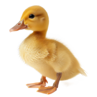 Tiny Duckling