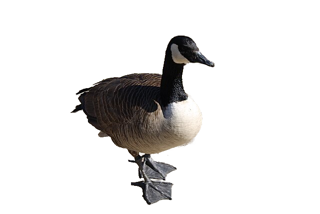 Wise Goose